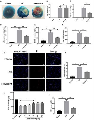 Sodium-Glucose Co-transporter-2 Inhibitor of Dapagliflozin Attenuates Myocardial Ischemia/Reperfusion Injury by Limiting NLRP3 Inflammasome Activation and Modulating Autophagy